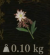 / Noonbloom — Dragon's Dogma 2