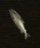 / Shorefish — Dragon's Dogma 2