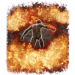 / Ash of War: Wall of Sparks — Elden Ring