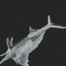 Xiphias Gladius Rarity 11 — Monster Hunter: World