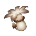 Philanemo Mushroom