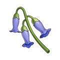 Violetgrass