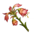Mourning Flower