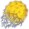 Flower of Ālaya