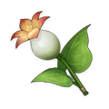 Calla Lily