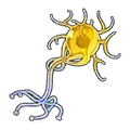 Seedling of Manas